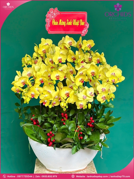 chau-hoa-lan-ho-diep-vang-18-canh-v509