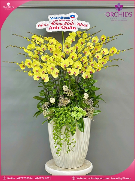 Chau-hoa-lan-ho-diep-vang-20-canh-v415
