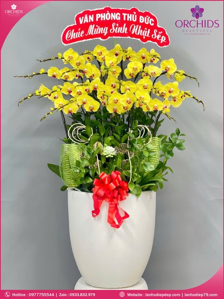 Chậu hoa lan hồ điệp vàng 20 cành V525
