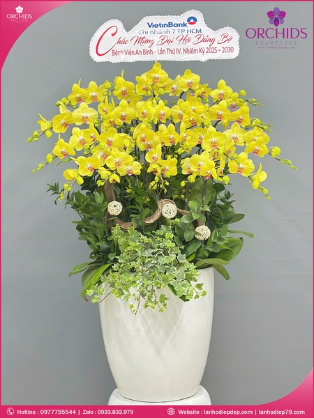 Chau-hoa-lan-ho-điep-vang-25-canh-v527