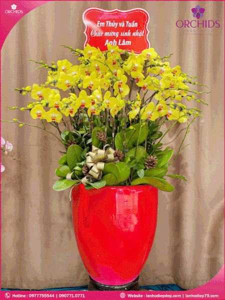 chau-hoa-lan-ho-diep-vang-26-canh-v261