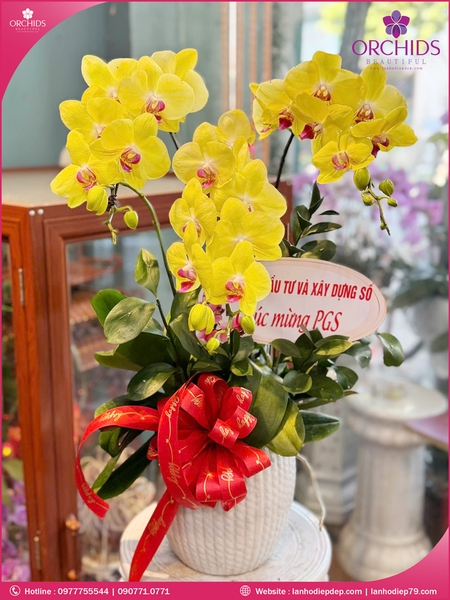 Chau-hoa-lan-ho-diep-vang-3-canh-v374