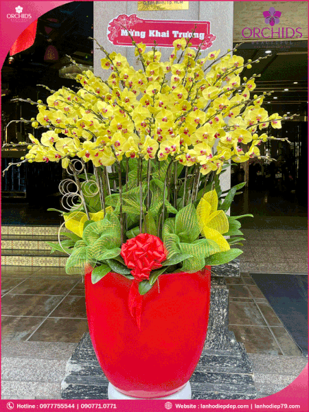 chau-hoa-lan-ho-diep-vang-50-canh-v247