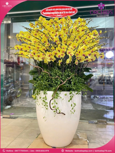 chau-hoa-lan-ho-diep-vang-60-canh-v519