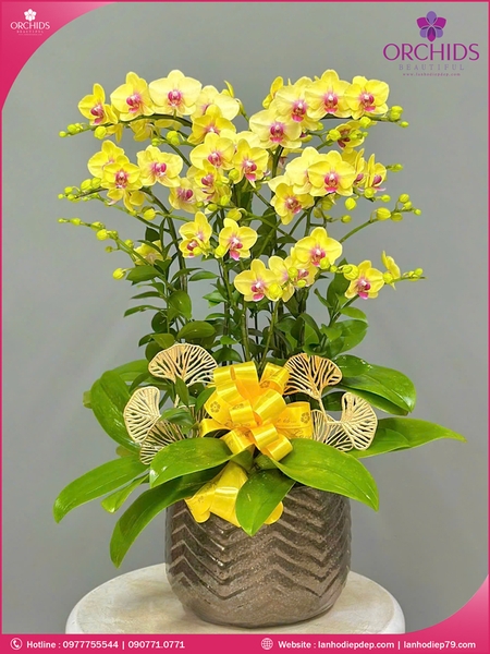 Chau-hoa-lan-ho-diep-vang-7-canh-v382