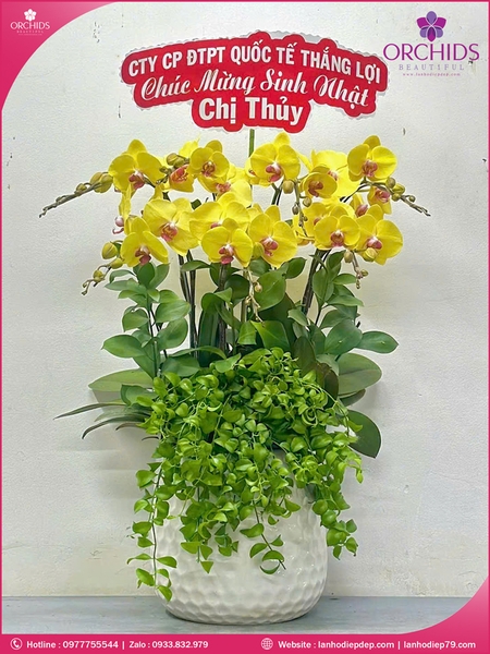 chau-hoa-lan-ho-diep-vang-7-canh-v490