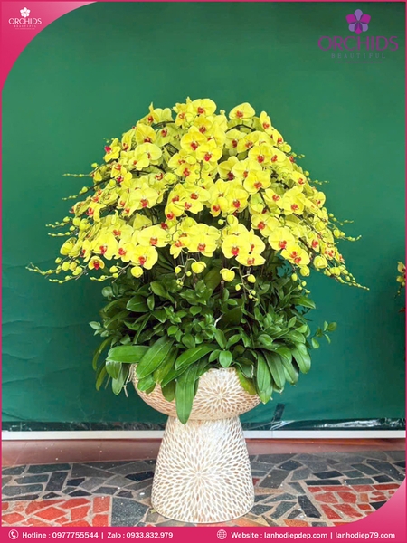 chau-hoa-lan-ho-diep-vang-70-canh-v520