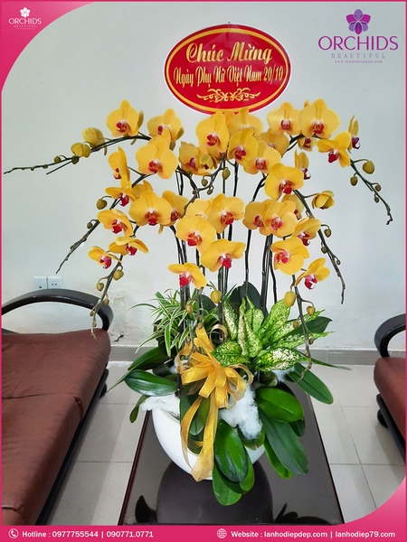 chau-hoa-lan-ho-diep-vang-8-canh-v49