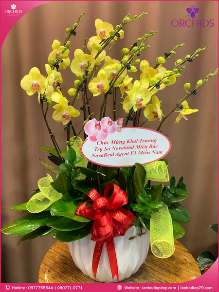 chau-hoa-lan-ho-diep-vang-9-canh-v182