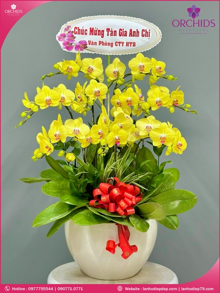 Chau-hoa-lan-ho-diep-vang-9-canh-v323