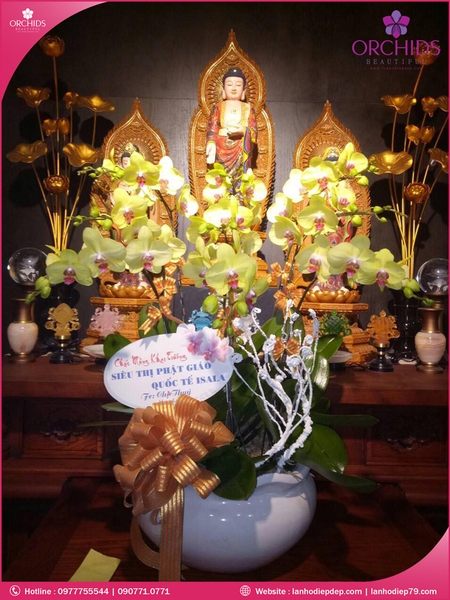 chau-hoa-lan-ho-diep-vang-9-canh-v59