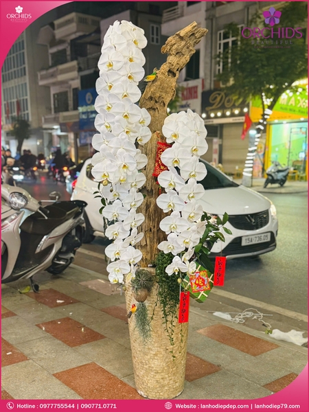 Chau-hoa-lan-ho-diep-vip-nu-hoang-3-canh-vnh03