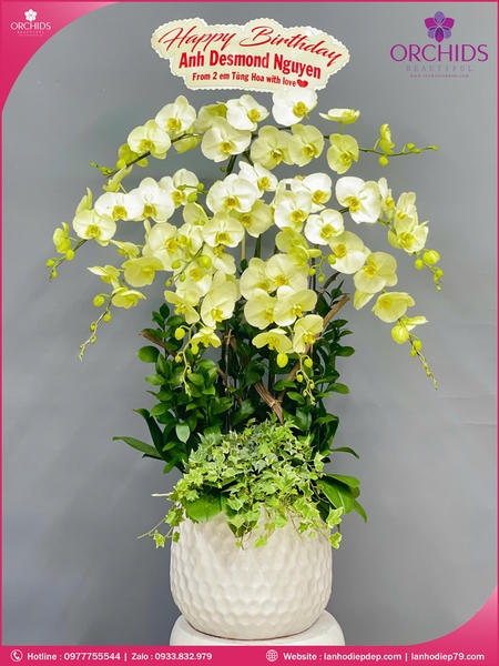 Chau-hoa-lan-ho-diep-xanh-tao-10-canh-x88