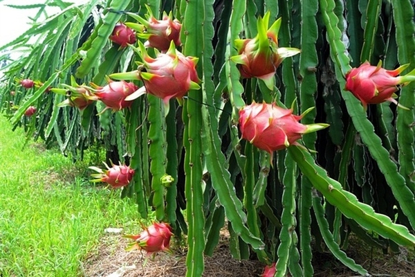 Trái Thanh Long tươi - hết hàng