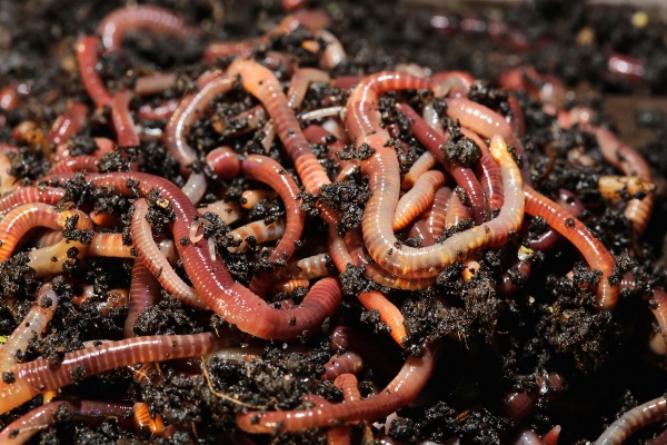 download big red worms for sale download big red worms for sale