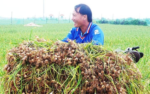 Tỏi Lý Sơn