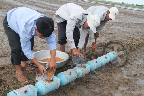 Kỹ thuật sạ lúa theo hàng