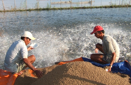 Tự chế biến thức ăn chăn nuôi tôm cá