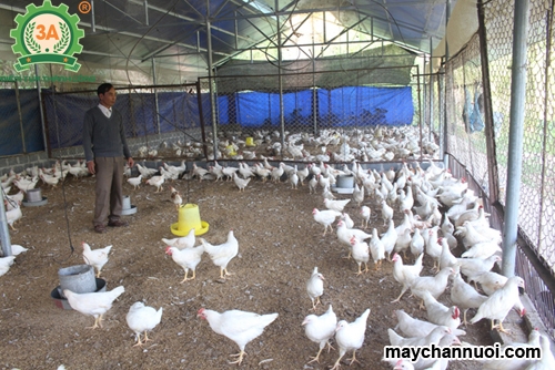 Cách phòng bệnh cho gà trong mùa Đông Xuân