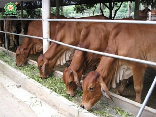 Kỹ thuật nuôi bò thịt năng suất cao