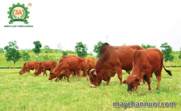 Kỹ thuật vỗ béo bò thịt hiệu quả.