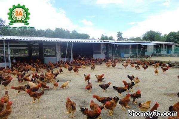 Chăn Nuôi Gà Thả Vườn – Mô Hình Kinh Tế Bền Vững Của Nông Dân Việt Nam