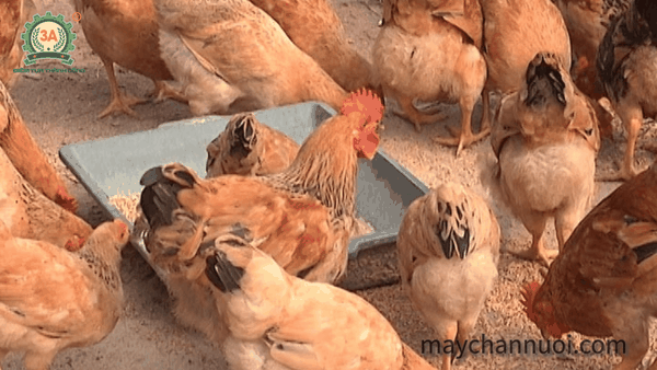 Hướng chăn nuôi bền vững trong việc tạo thức ăn cho gà.