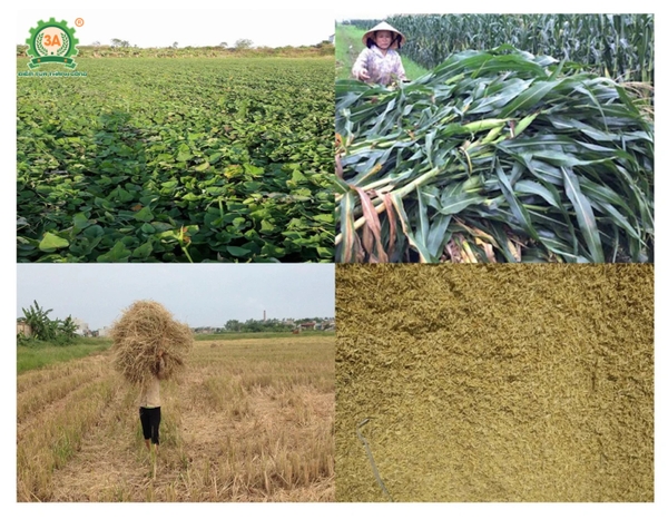 Giảm chi phí chăn nuôi nhờ tận dụng nguyên liệu sẵn có.