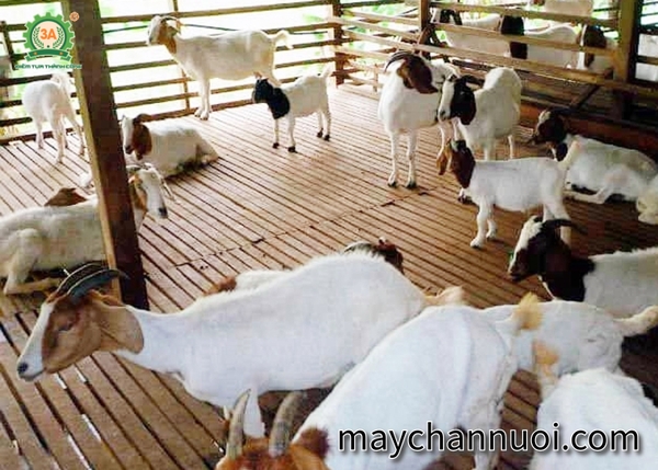 Kỹ thuật cho người mới bắt đầu nuôi dê