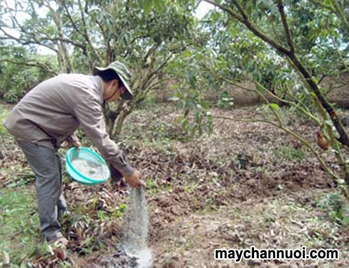 Kỹ thuật bón phân cho cây ăn trái