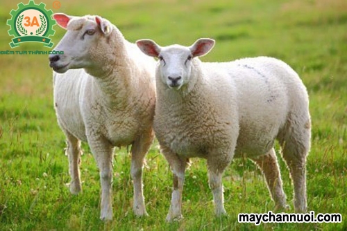 Kỹ thuật chăn nuôi cừu