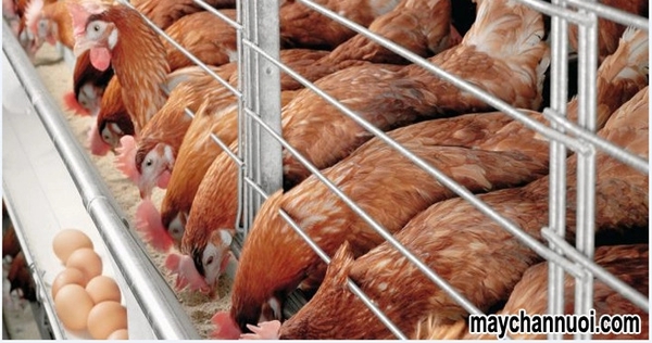 Đảm bảo dinh dưỡng cân đối cho đàn gà sinh sản