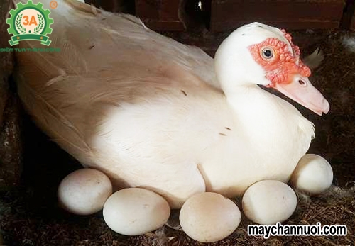 Kỹ thuật nuôi ngan đẻ trứng