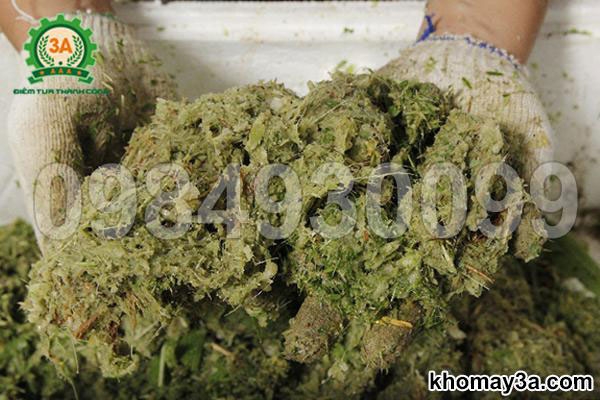 Chọn máy băm chuối theo năng suất và nhu cầu phối trộn