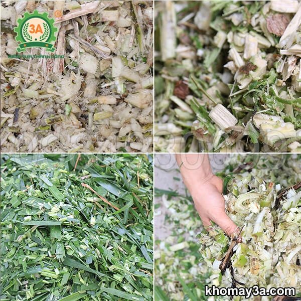 Máy băm cỏ cho bò: Bò ăn tốt hơn, lớn nhanh hơn, người nuôi nhàn hơn