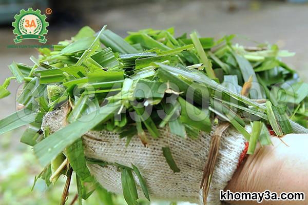 Máy băm cỏ voi: Bí mật đằng sau những đàn bò béo khỏe, nâng cấp món cỏ voi khoái khẩu