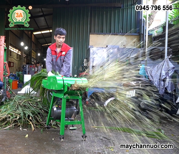 Máy băm cỏ voi – Cứu cánh mùa khan thức ăn cho đàn bò