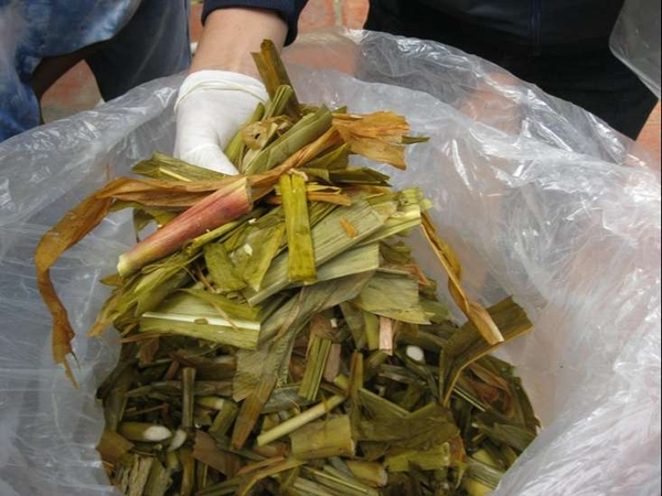 Máy xay cỏ - Hỗ trợ ủ cỏ chua: công thức phối cỏ + bột gạo làm men vi sinh