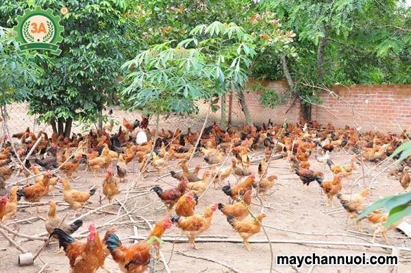 Mô hình nuôi gà thả vườn thành công tại Sóc Sơn