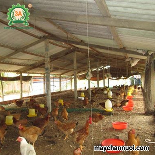 Áp dụng công nghệ tiên tiến cho ngành chăn nuôi.