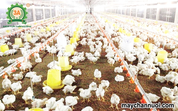 Cách sử dụng men khử mùi hôi trong nuôi gà