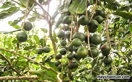 Thu hoạch và bảo quản hạt mắc ca