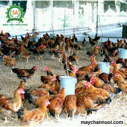 Tự sản xuất thức ăn chăn nuôi tại nhà cách làm giàu hiệu quả của nông dân