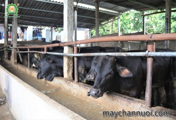 Nuôi trâu, bò nhốt chuồng hiệu quả: Bước đột phá trong nông nghiệp chăn nuôi