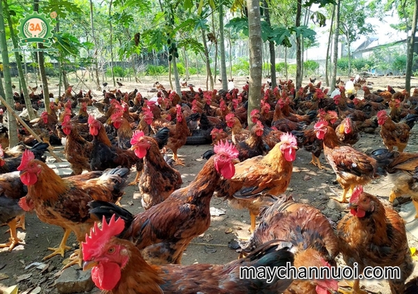 Tiềm năng phát triển mới của nghành chăn nuôi gà thả vườn