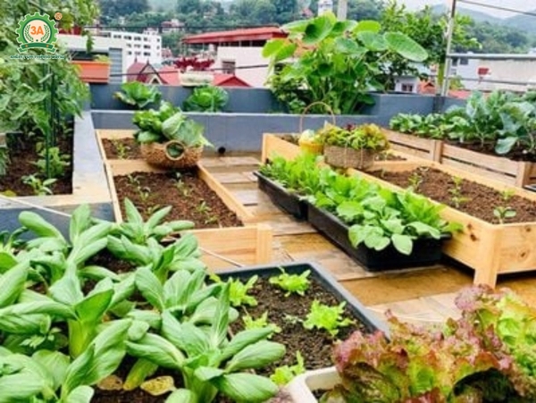 Hướng dẫn xử lý đất trước khi bắt đầu trồng cây