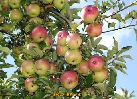 Kĩ thuật trồng táo