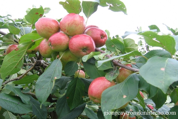 Cách trồng và chăm sóc giống cây táo tàu hiệu quả