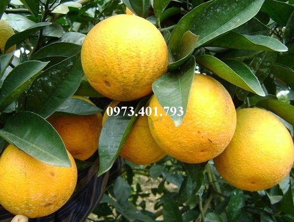 Yếu tố ảnh hưởng tới sự sinh trưởng và phát triển giống cây cam 