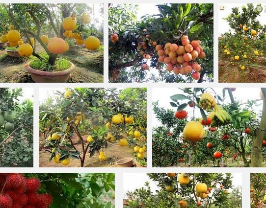 Những lưu ý khi trồng cây ăn quả